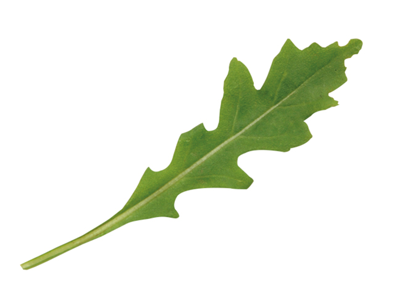Rukola Grazia
