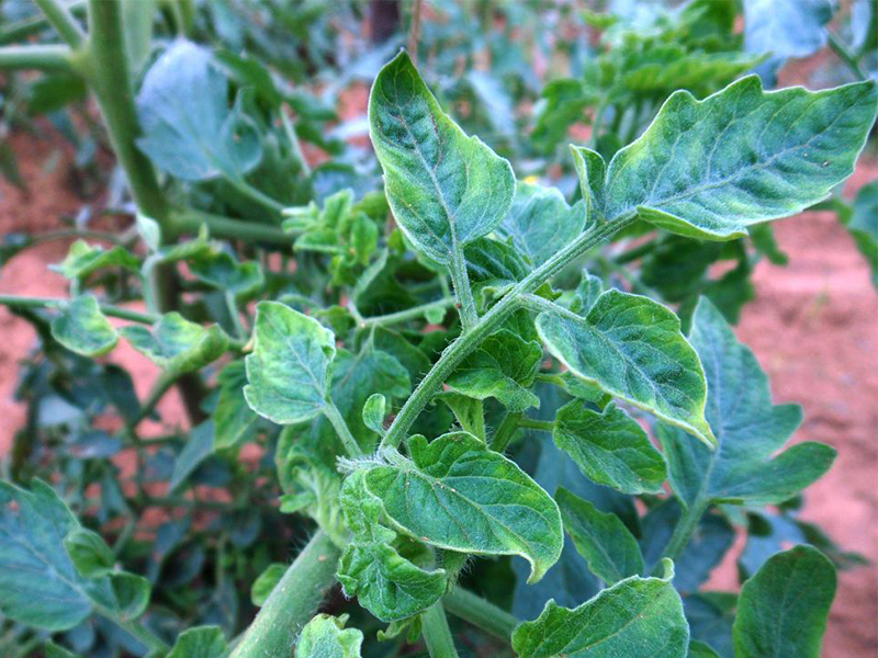Virus mozaika paradajza – Tomato mosaic virus, ToMV
